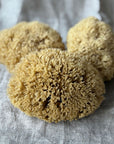 Aito Pesusieni vartalolle - Honeycomb, iso Pesusienet Croll & Denecke