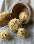 Aito Pesusieni vartalolle - Honeycomb, iso Pesusienet Croll & Denecke