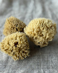 Aito Pesusieni kasvoille - Honeycomb, pieni Pesusienet Croll & Denecke 