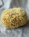 Aito Pesusieni vartalolle - Honeycomb, iso Pesusienet Croll & Denecke 