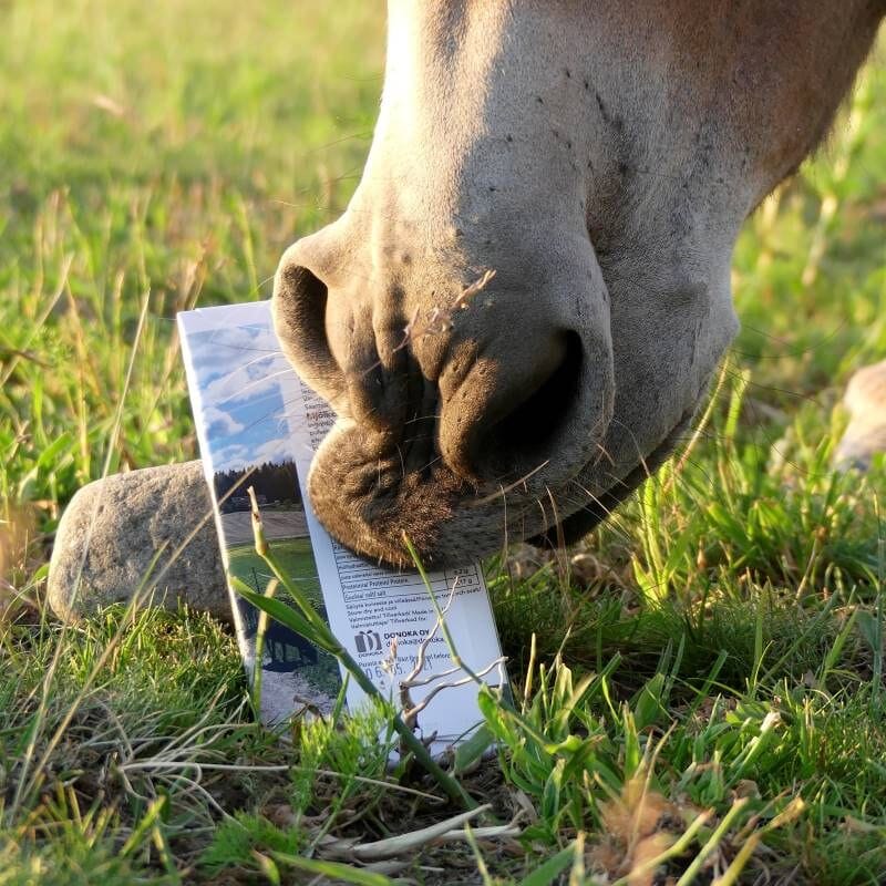 Hyvän Mielen Maitosuklaa -pakkausta maistelee vaaleaturpainen hevonen. 