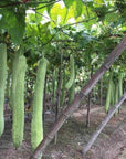 Luffa pesusieni pala Brush Croll & Denecke 
